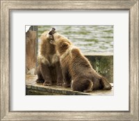 Grizzly Bear Cubs Fine Art Print
