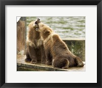 Grizzly Bear Cubs Fine Art Print