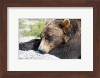 Grizzly Bear Lying with His Head Down Fine Art Print