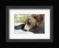 Grizzly Bear Lying with His Head Down Fine Art Print
