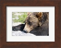 Grizzly Bear Lying with His Head Down Fine Art Print