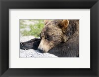 Grizzly Bear Lying with His Head Down Fine Art Print