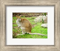 Kangaroo Outdoors Fine Art Print
