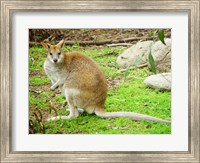 Kangaroo Outdoors Fine Art Print