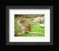 Kangaroo Outdoors Fine Art Print