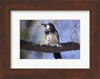 Male Acorn Woodpecker Fine Art Print