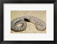 Mexican Ridged Nose Rattlesnake Fine Art Print