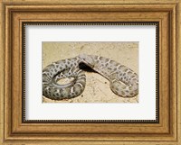Mexican Ridged Nose Rattlesnake Fine Art Print
