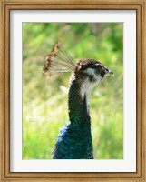 Peacock Head Fine Art Print