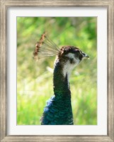 Peacock Head Fine Art Print