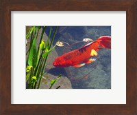 Red Goldfish Fine Art Print