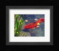 Red Goldfish Fine Art Print