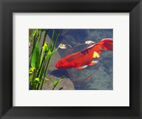 Red Goldfish Framed Print