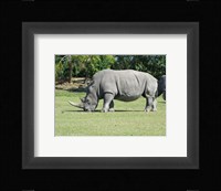 Rhino Grazing Fine Art Print
