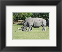 Rhino Grazing Fine Art Print