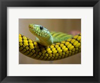 Green Snake Fine Art Print