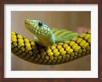 Green Snake Fine Art Print