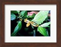 Tree Snake Photograph Fine Art Print
