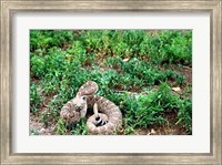 Western Diamondback Rattlesnake Fine Art Print