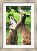 Playful Kangaroos Fine Art Print