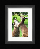 Playful Kangaroos Fine Art Print