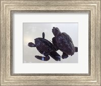 Baby Sea Turtles Fine Art Print