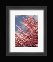 Cherry Blossoms Fine Art Print