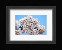 Cherry Blossoms Fine Art Print