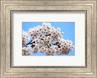 Cherry Blossoms Fine Art Print