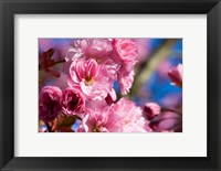 Flowering Cherry Blossoms Fine Art Print