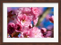 Flowering Cherry Blossoms Fine Art Print