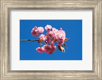 Japanese Cherry Blossom Fine Art Print