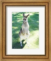 Kangaroo In Field Fine Art Print
