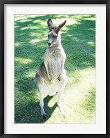Kangaroo In Field Fine Art Print
