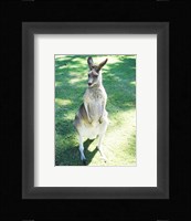 Kangaroo In Field Fine Art Print