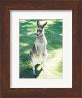 Kangaroo In Field Fine Art Print