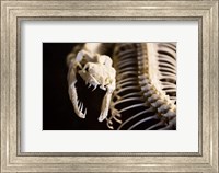 Snake Skeleton Fine Art Print