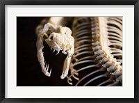 Snake Skeleton Fine Art Print