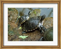 Three Turtles Fine Art Print