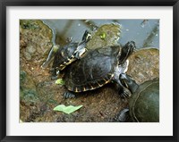 Three Turtles Fine Art Print