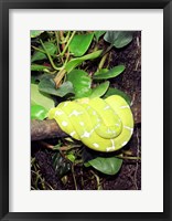 Green Tree Python Fine Art Print