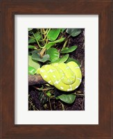 Green Tree Python Fine Art Print