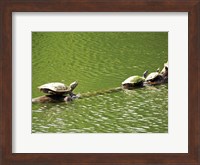 Turtles Swimming Fine Art Print