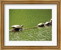 Turtles Swimming Fine Art Print