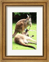 Two Kangaroos Fine Art Print