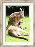 Two Kangaroos Fine Art Print