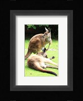 Two Kangaroos Fine Art Print