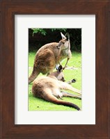 Two Kangaroos Fine Art Print