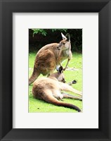 Two Kangaroos Framed Print