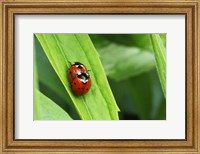 Two Ladybugs Fine Art Print